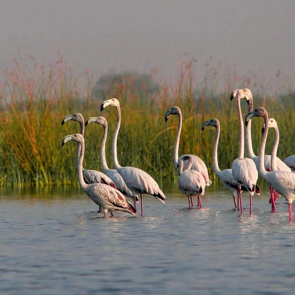 Sakkarakottai Bird Sanctuary